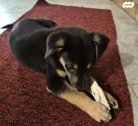 תמונת מודעה - חיות מחמד