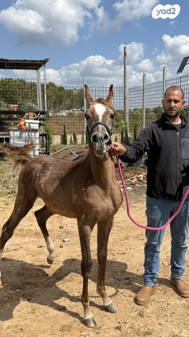 תמונת מודעה - חיות מחמד