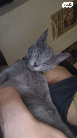 תמונת מודעה - חיות מחמד