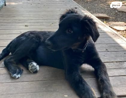 תמונת מודעה - חיות מחמד