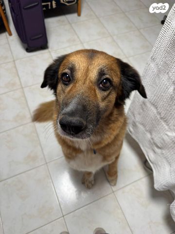 תמונת מודעה - חיות מחמד