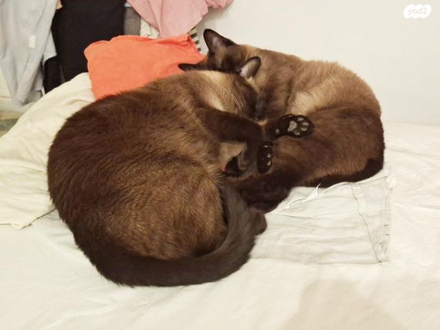 תמונת מודעה - חיות מחמד