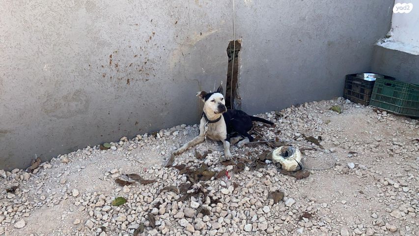 תמונת מודעה - חיות מחמד