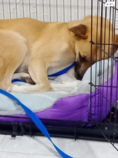 תמונת מודעה - חיות מחמד