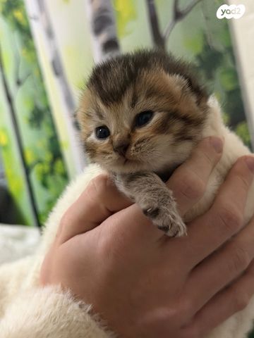 תמונת מודעה - חיות מחמד