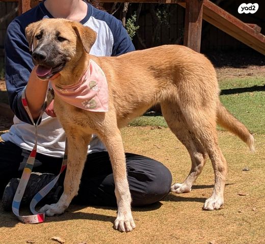 תמונת מודעה - חיות מחמד