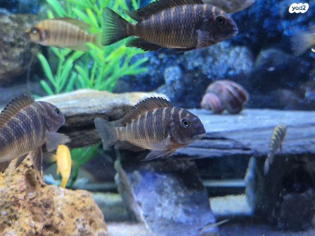 תמונת מודעה - חיות מחמד