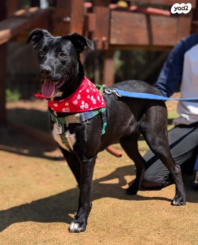 תמונת מודעה - חיות מחמד