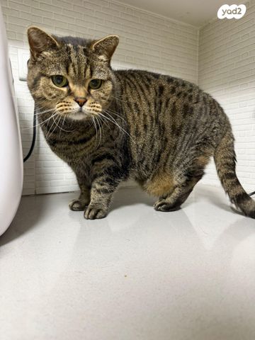 תמונת מודעה - חיות מחמד