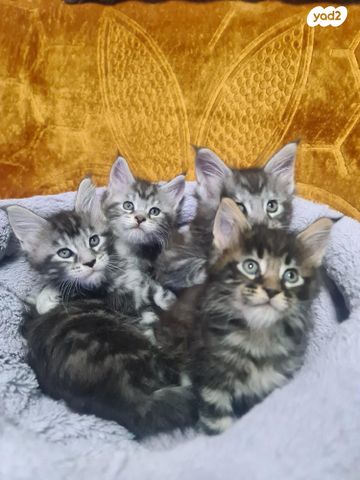 תמונת מודעה - חיות מחמד