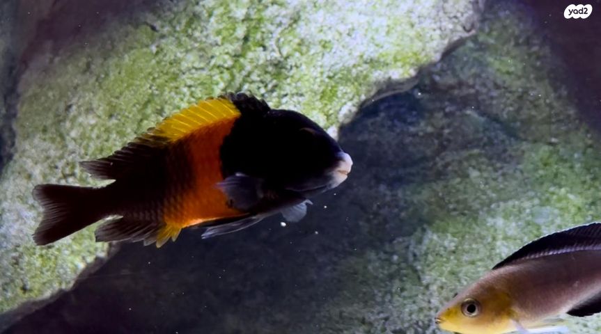 תמונת מודעה - חיות מחמד