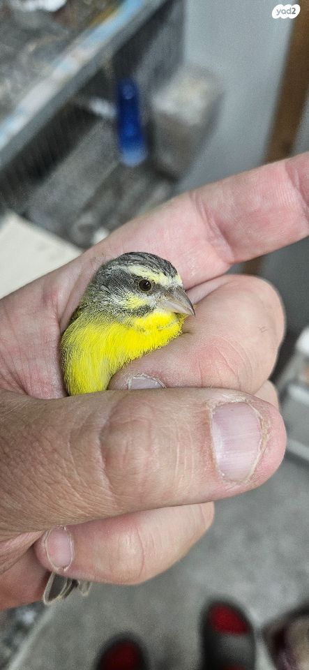 תמונת מודעה - חיות מחמד