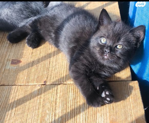 תמונת מודעה - חיות מחמד