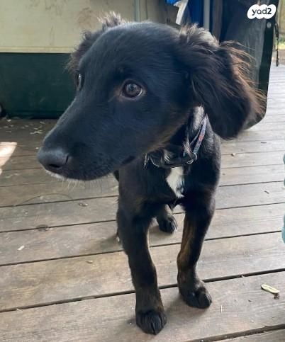 תמונת מודעה - חיות מחמד