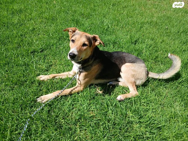 תמונת מודעה - חיות מחמד