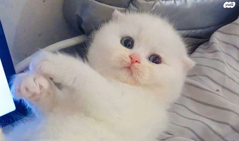 תמונת מודעה - חיות מחמד