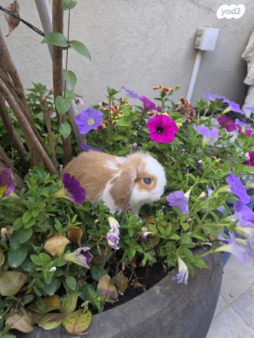 תמונת מודעה - חיות מחמד