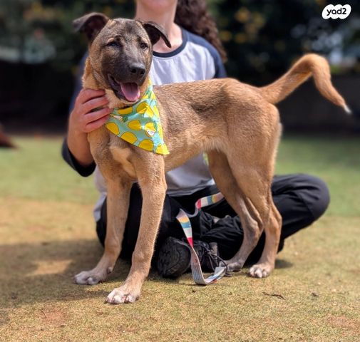 תמונת מודעה - חיות מחמד
