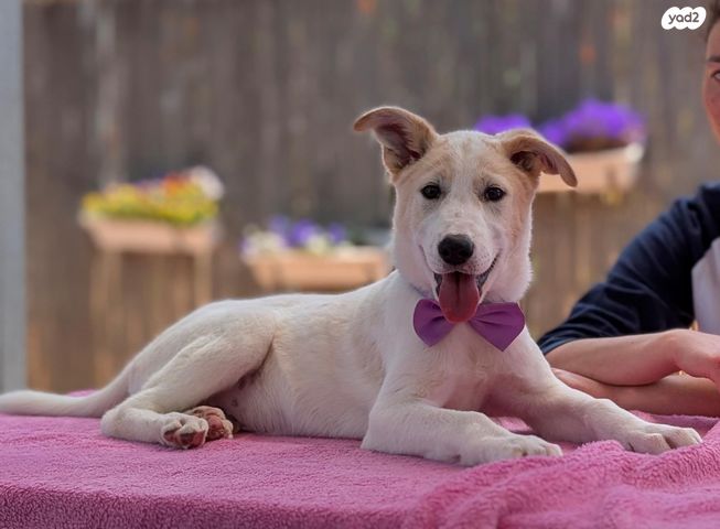 תמונת מודעה - חיות מחמד