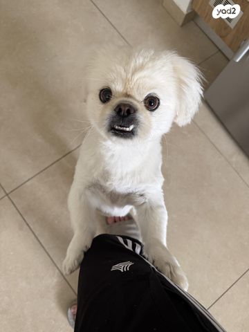 תמונת מודעה - חיות מחמד