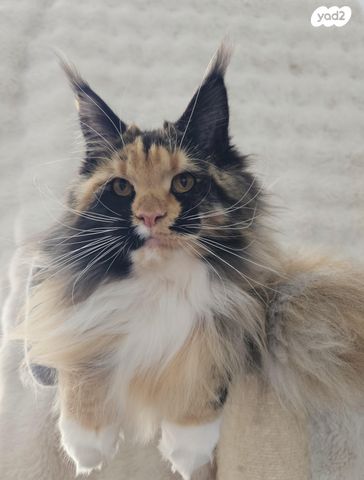 תמונת מודעה - חיות מחמד