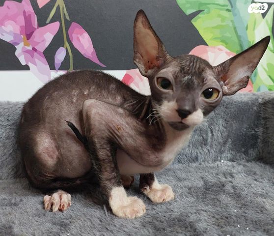 תמונת מודעה - חיות מחמד