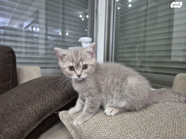 תמונת מודעה - חיות מחמד