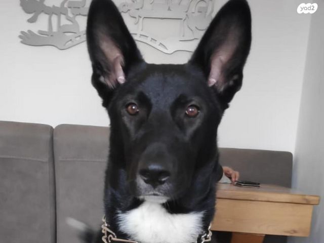 תמונת מודעה - חיות מחמד