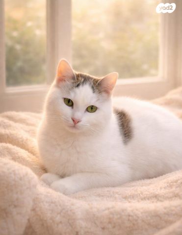 תמונת מודעה - חיות מחמד