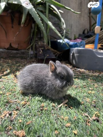 תמונת מודעה - חיות מחמד