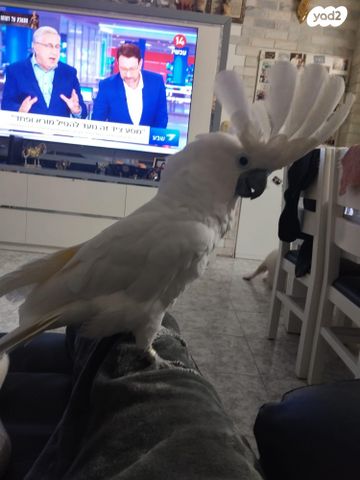 תמונת מודעה - חיות מחמד