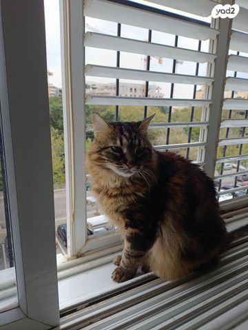 תמונת מודעה - חיות מחמד