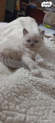 תמונת מודעה - חיות מחמד