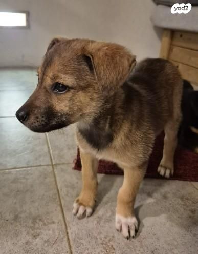 תמונת מודעה - חיות מחמד