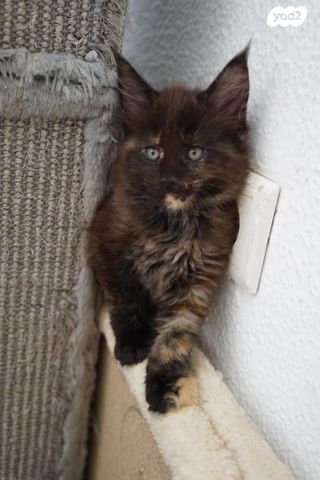 תמונת מודעה - חיות מחמד