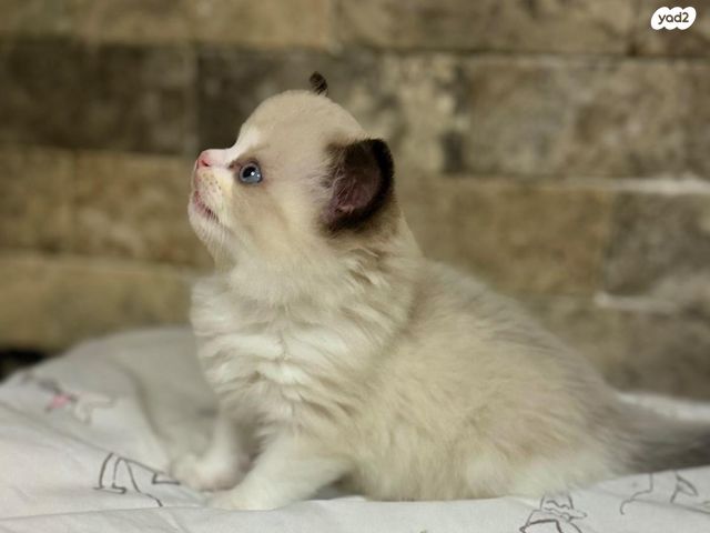 תמונת מודעה - חיות מחמד