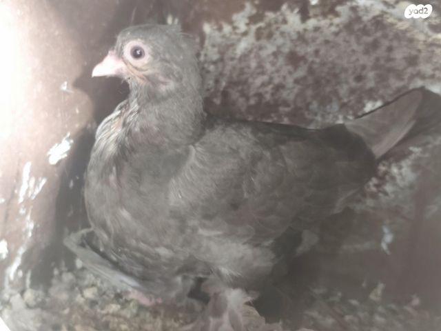 תמונת מודעה - חיות מחמד