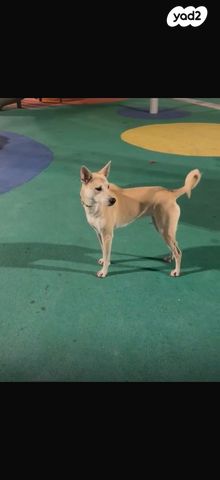 תמונת מודעה - חיות מחמד