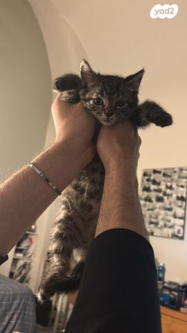 תמונת מודעה - חיות מחמד