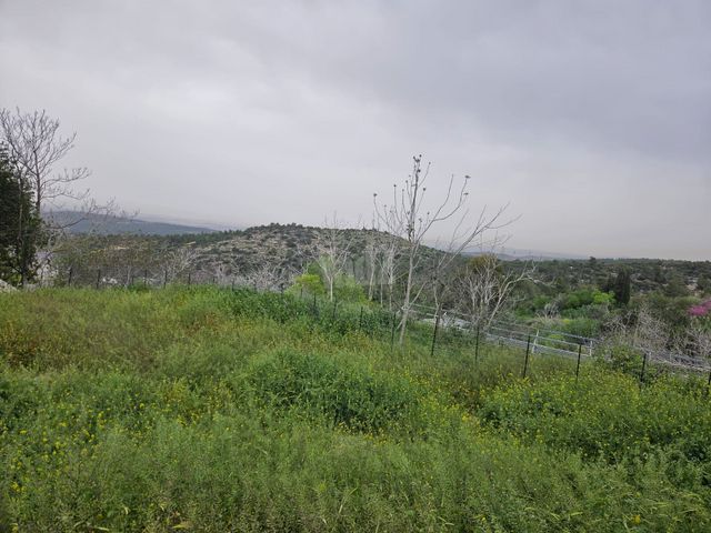הזית 1