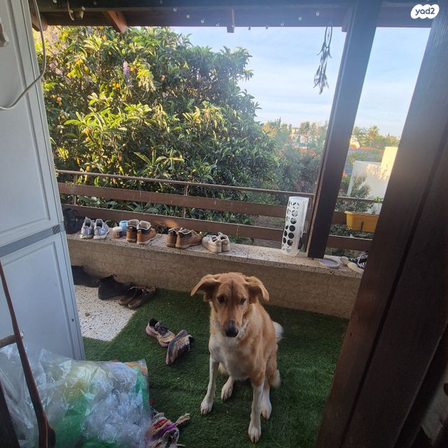 מודעת נכס, חבצלת, רחובות