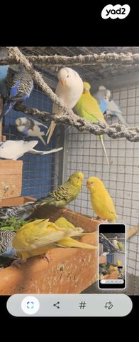 תמונת מודעה - חיות מחמד