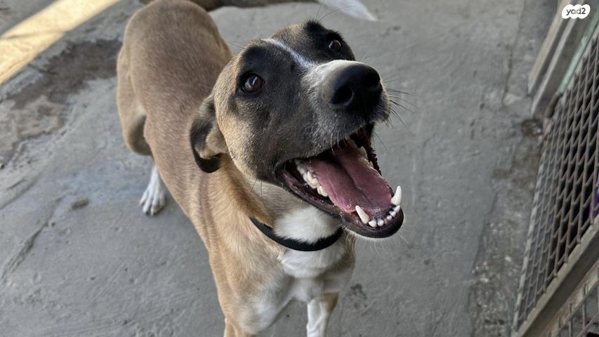 תמונת מודעה - חיות מחמד