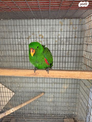 תמונת מודעה - חיות מחמד