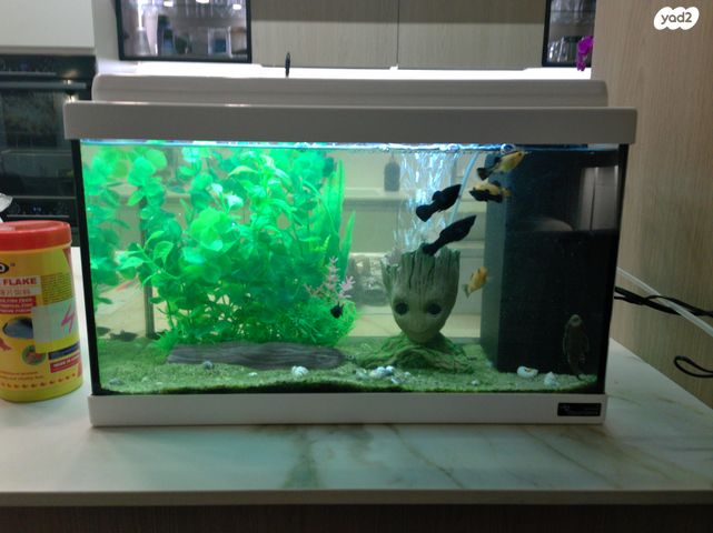 תמונת מודעה - חיות מחמד