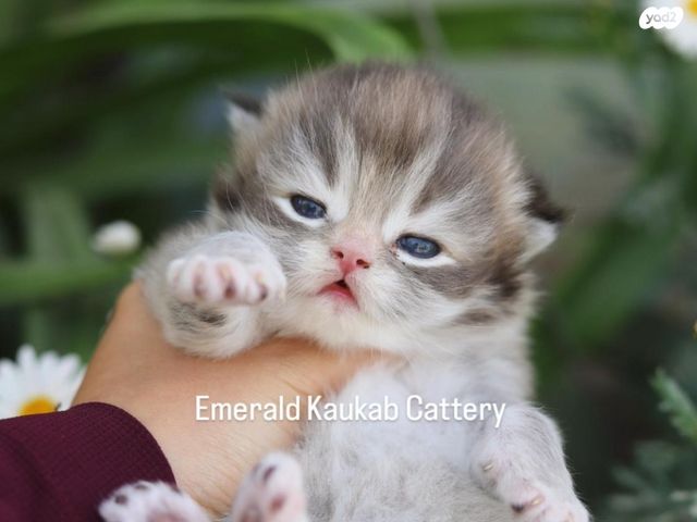 תמונת מודעה - חיות מחמד