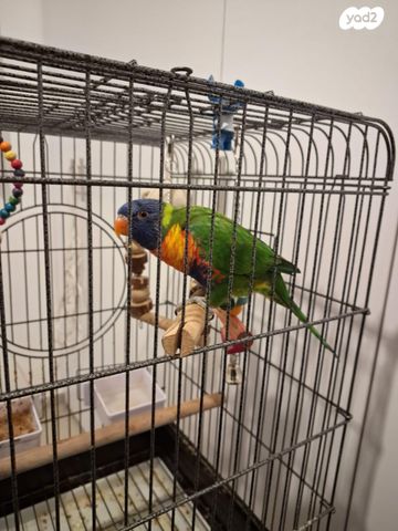 תמונת מודעה - חיות מחמד