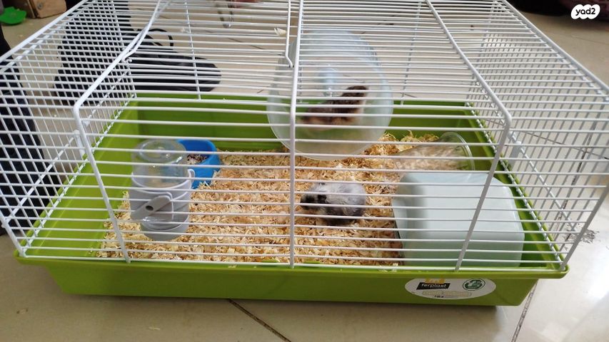 תמונת מודעה - חיות מחמד