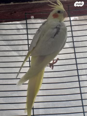 תמונת מודעה - חיות מחמד