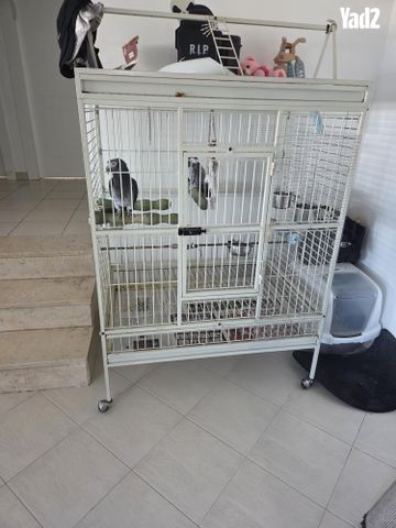 תמונת מודעה - חיות מחמד
